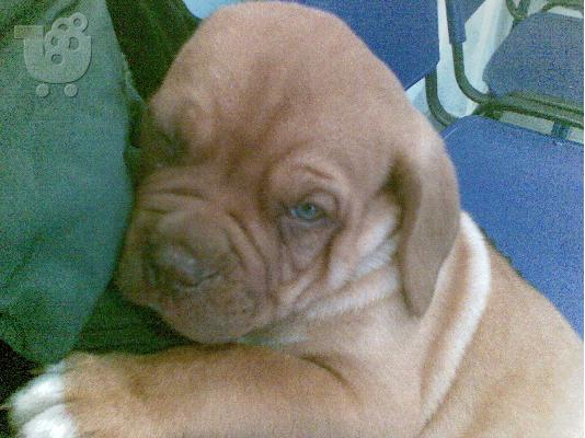 ΠΩΛΟΥΝΤΑΙ ΚΟΥΤΑΒΙΑ DOGUE DE BORDEAUX-ΓΑΛΛΙΚΟ ΜΑΣΤΙΦ
