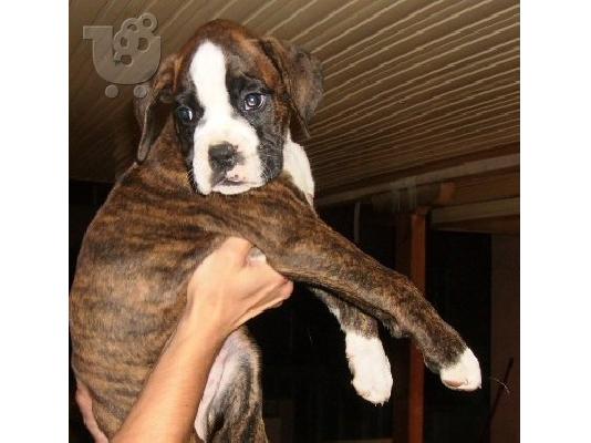 BOXER Μπόξερ