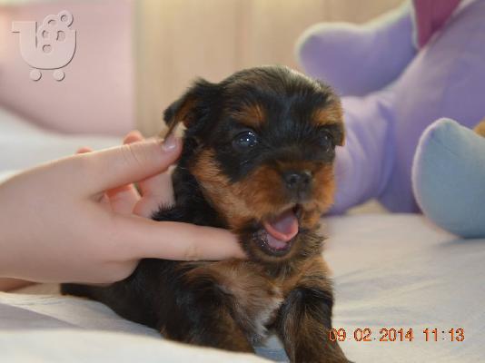 Ελληνικό Εκτροφείο Yorkshire Terrier
