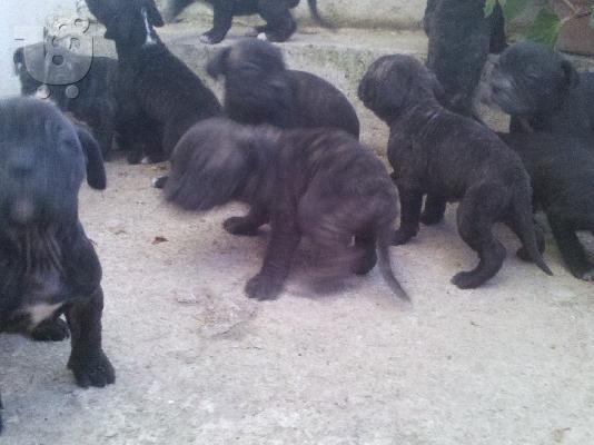PoulaTo: BANDOG ΠΟΛΥ ΔΥΝΑΤΑ