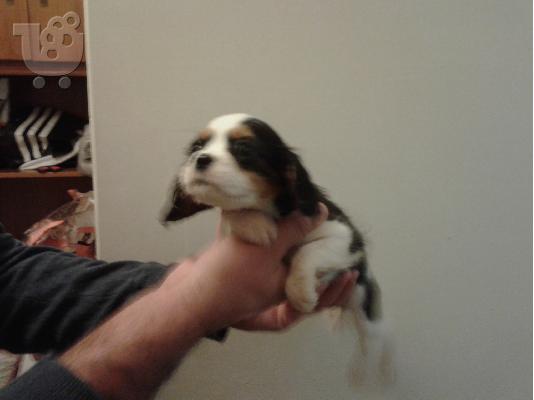 cavalier