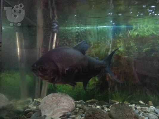 PoulaTo: χαρίζεται pacu 30cm