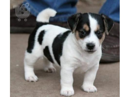 PoulaTo: Διαθέσιμα κουτάβια Jack Russell Terrier(solidaryfarmers@gmail.com)