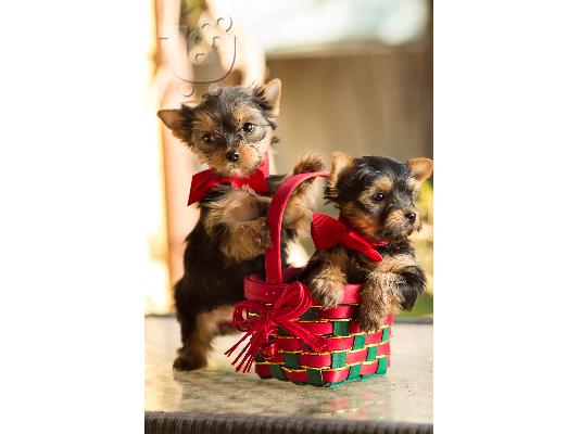 PoulaTo: ***Home Raised and House Broken Yorkies Διατίθενται Δωρεάν***