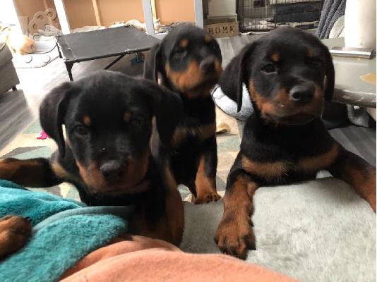 PoulaTo: Κουτάβια Rottweiler, έτοιμα να φύγουν τώρα, μόνο 2 αγόρια