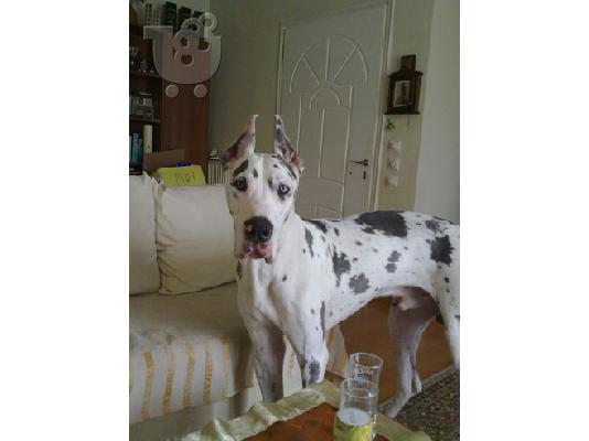 Great Dane Αρλεκίνος Μεγάλος Δανέζικος