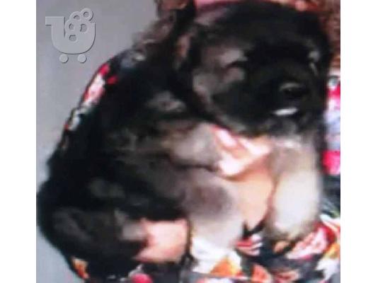 ΚΑΥΚΑΣΙΑ ΠΟΙΜΕΝΙΚΑ ΚΟΥΤΑΒΙΑ ΓΙΓΑΝΤΕΣ ΚΑΘΑΡΟΕΜΑ ΚΑΥΚΑΣΙΑ σκυλιά...