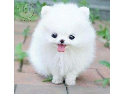 PoulaTo: Δύο Απίθανα Κουτάβια Pomeranian