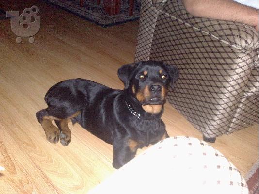 PoulaTo: poleite rottweiler