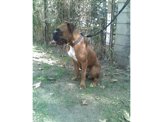 Ζητηται καθαροαιμο boxer θυληκο για ζευγαρωμα