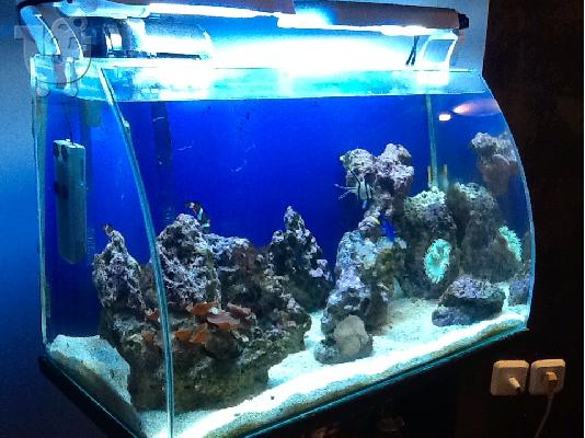 OPEN REEF 60lt