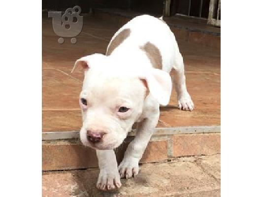 PoulaTo: American Bully puppies
