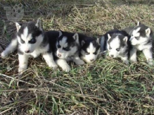 PoulaTo: Πωλουνται SIBERIAN HUSKY Σιβηριανός Χάσκι