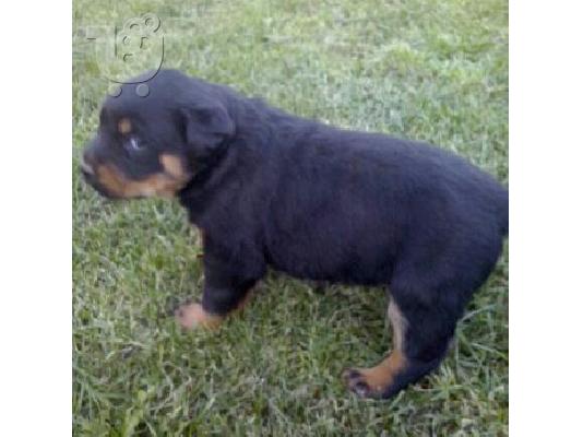 rottweiler