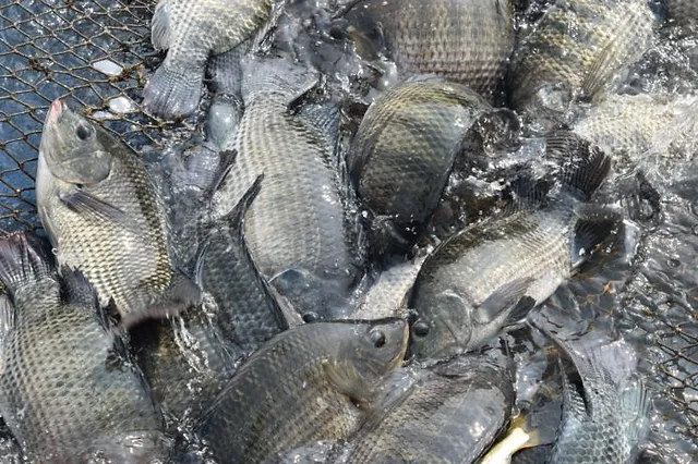 Πωλείται Frozen Tilapia Fish Feed Frozen Black Live Fish