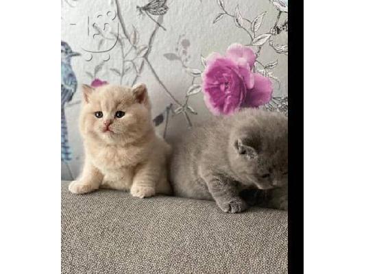 PoulaTo: british shorthair kittens for adoption