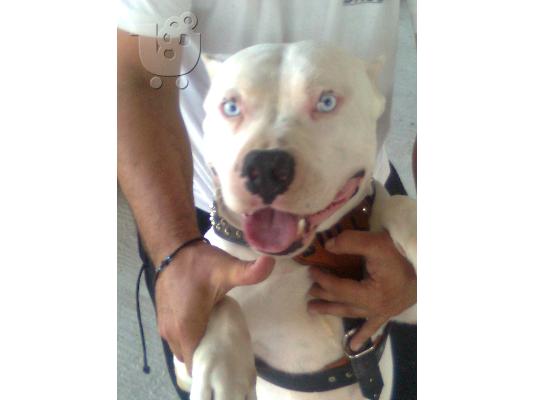 ΑΜΕΡΙΚΑΝΙΚA PITBULL RED NOSE