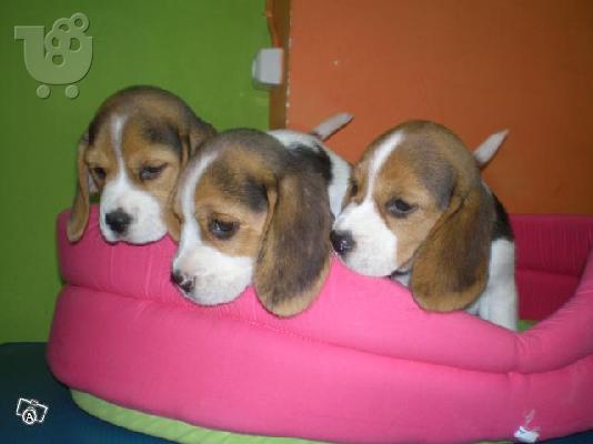 PoulaTo: BEAGLE KOYTABIA ΚΑΘΑΡΟΑΙΜΑ-ΠΩΛΟΥΝΤΑΙ Μπίγκλ