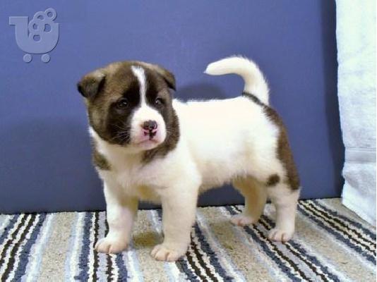 PoulaTo: Akita Puppies