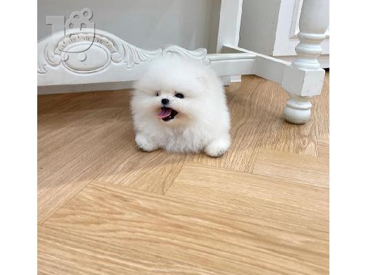 Pomeranian κουτάβια