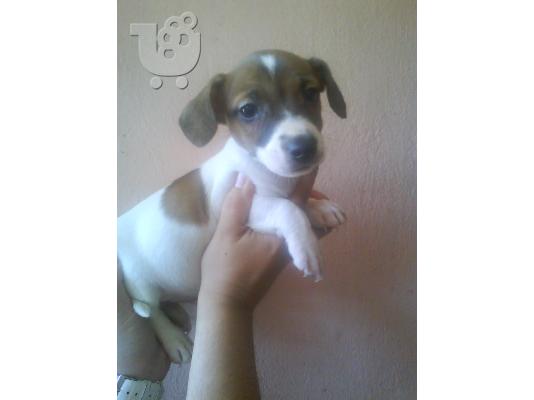 JACK  RUSSEL Τεριέ Τζακ Ράσελ