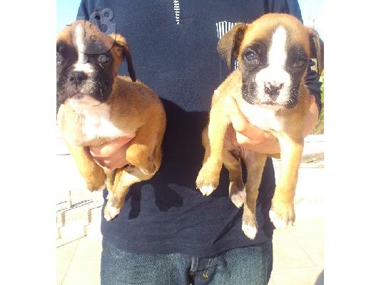 PoulaTo: boxer