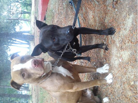 polounte koutabia pitbull