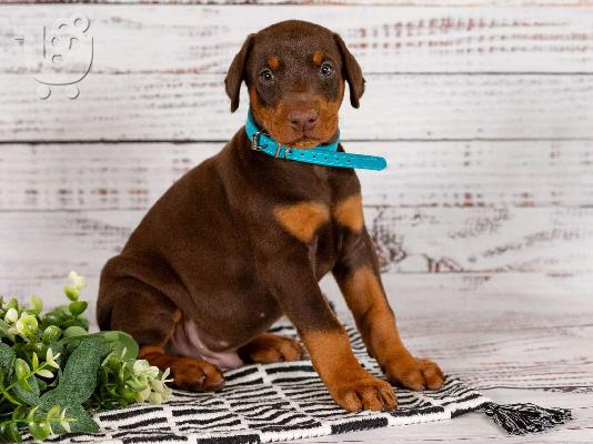 PoulaTo: Κουτάβια Doberman Pinscher