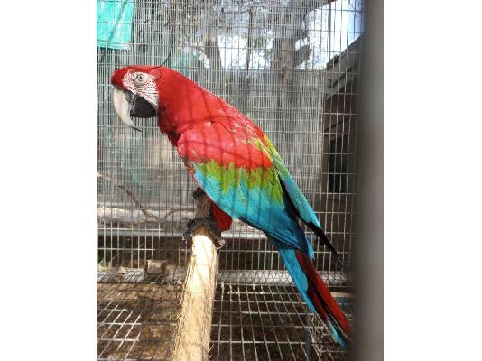 PoulaTo: Hyacinth Greenwing Macaw Parrots