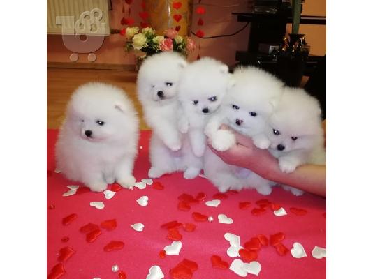PoulaTo: χαριτωμένα pomeranian κουτάβια για υιοθεσία