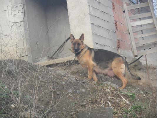 Καθαρόαιμοι Γερμανικοί Ποιμενικοί