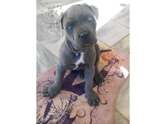 cane corso mastiff γκρί μπλε