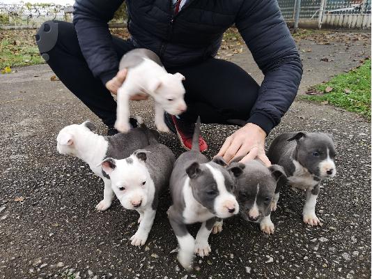 PoulaTo: Μπλε κουτάβια American Staffordshire Terrier