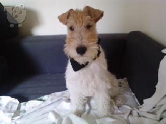 ΠΩΛΕΙΤΑΙ FOX TERRIER WIRE