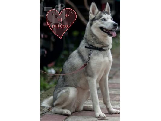 Καθαρόαιμο σιβηρικό χάσκυ κουτάβι - Pure-bred siberian husky puppy...