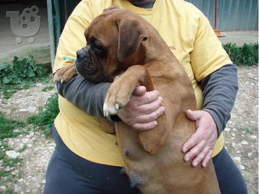 boxer κουταβια ευκαιρια