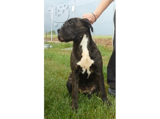 PoulaTo: Cane Corso