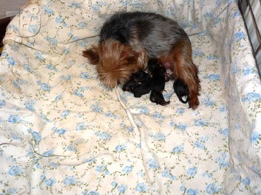 YORKSHIRE TERRIER ΑΡΣΕΝΙΚΟ ΚΟΥΤΑΒΙ