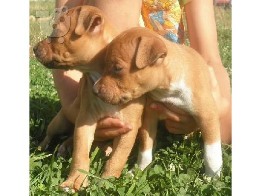 Pitbull Red Nose