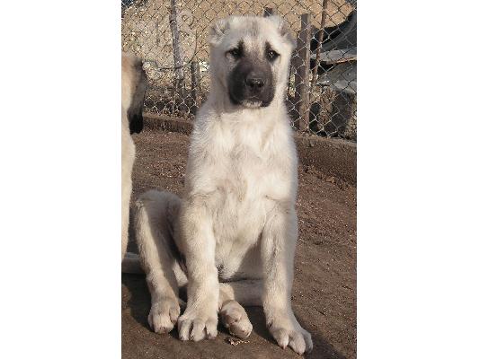 Τουρκικά kangal