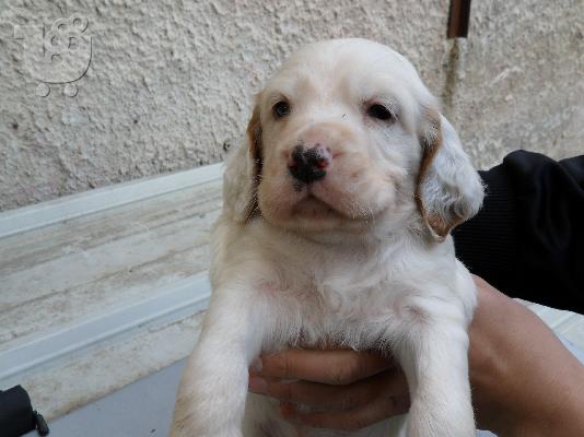 setter