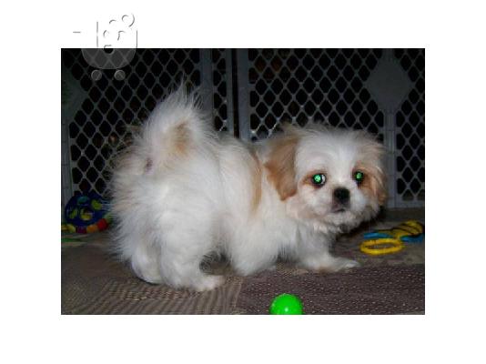Shih Tzu κουτάβι για υιοθεσία