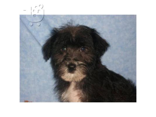 Yorkie Puppy Κόκερ Σπάνιελ