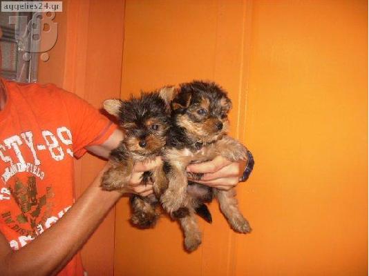 PoulaTo: Yorkshire Terriers