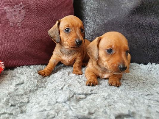 Αξιολάτρευτο Dachshunds