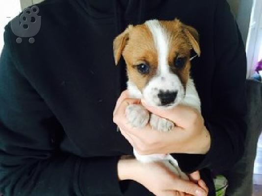 PoulaTo: Deligently White Shortlegs Jack Russell κουτάβια ακριβώς στο χρόνο