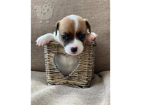 Τα κουτάβια του Jack Russell είναι έτοιμα