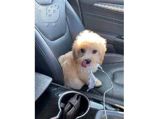 PoulaTo: Beautiful Tiny Maltese Puppy