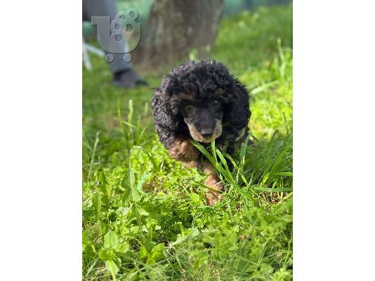 Μαύροι και Καφέ Toy Poodle