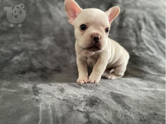 PoulaTo: Αξιολάτρευτο αρσενικό και θηλυκό chow chow Chow Puppies για υιοθεσία